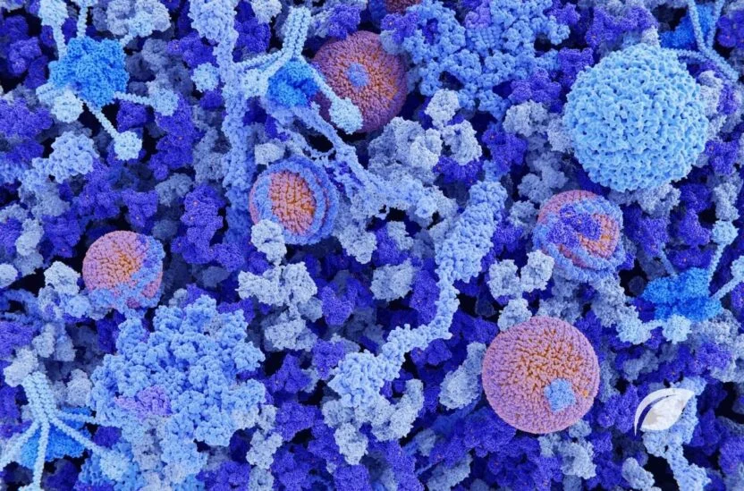 Ferritin - Düşüklüğü – Yüksekliği