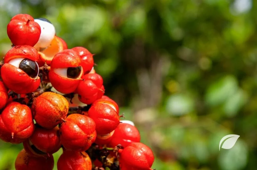 Guarana Faydaları - Zararları