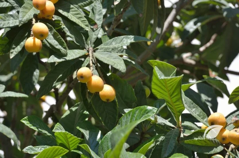 Malta Eriği