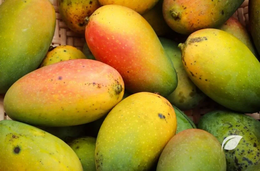 Mango Kaç Kalori ve Faydaları
