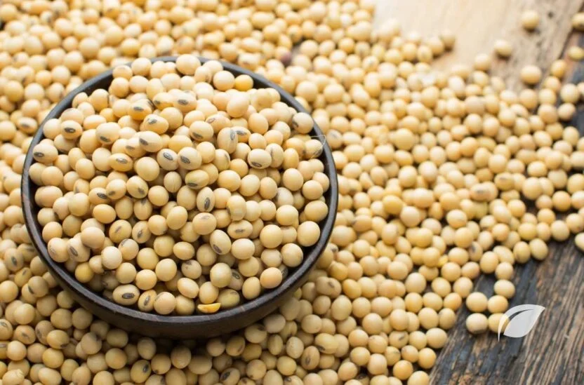 Soya Fasülyesi Kaç Kalori ve Soya Fasülyesi Faydaları
