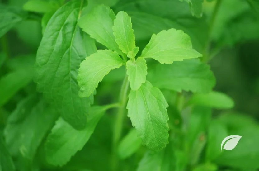 Stevia - Faydaları - Zararları