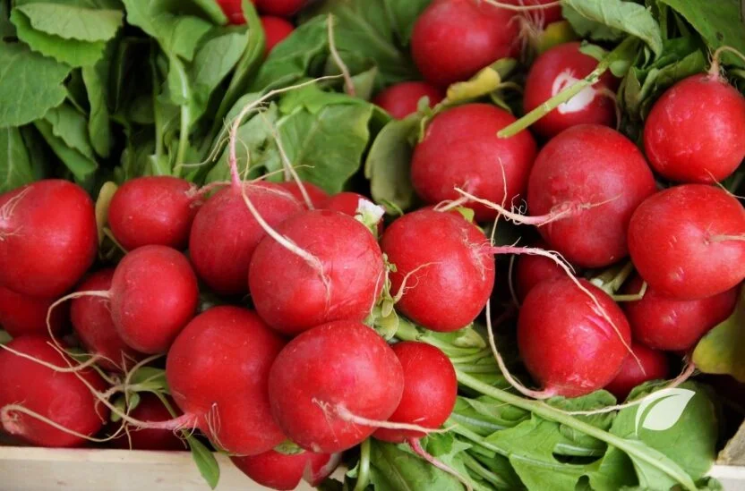Turp Kaç Kalori ve Turpun Faydaları
