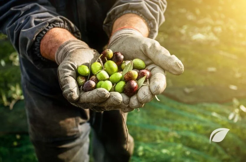 Zeytin Kaç Kalori ve Zeytinin Faydaları