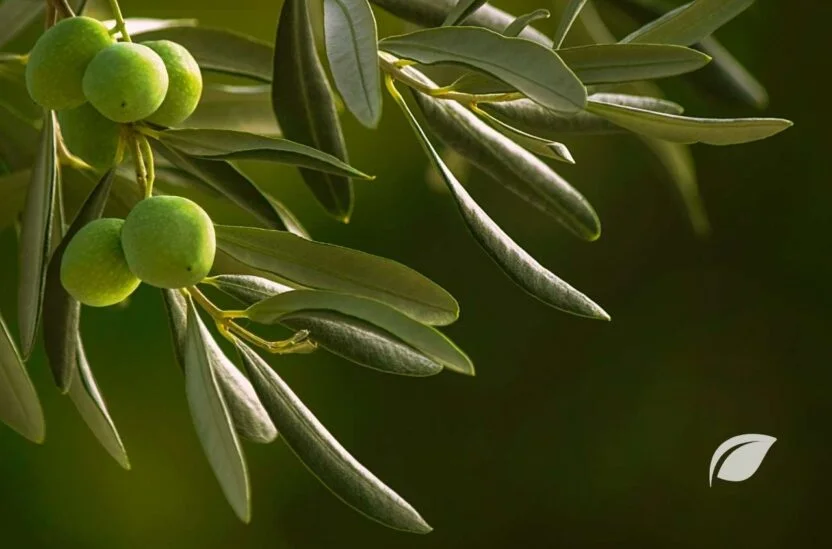 Zeytin Yaprağının Faydaları