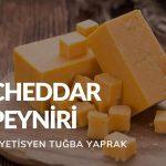 Cheddar Peyniri