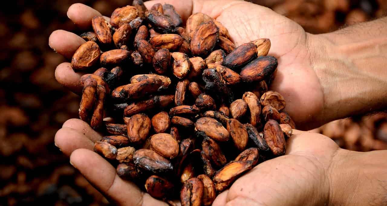 Kakao Çekirdeği Zararları