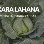 Kara Lahana