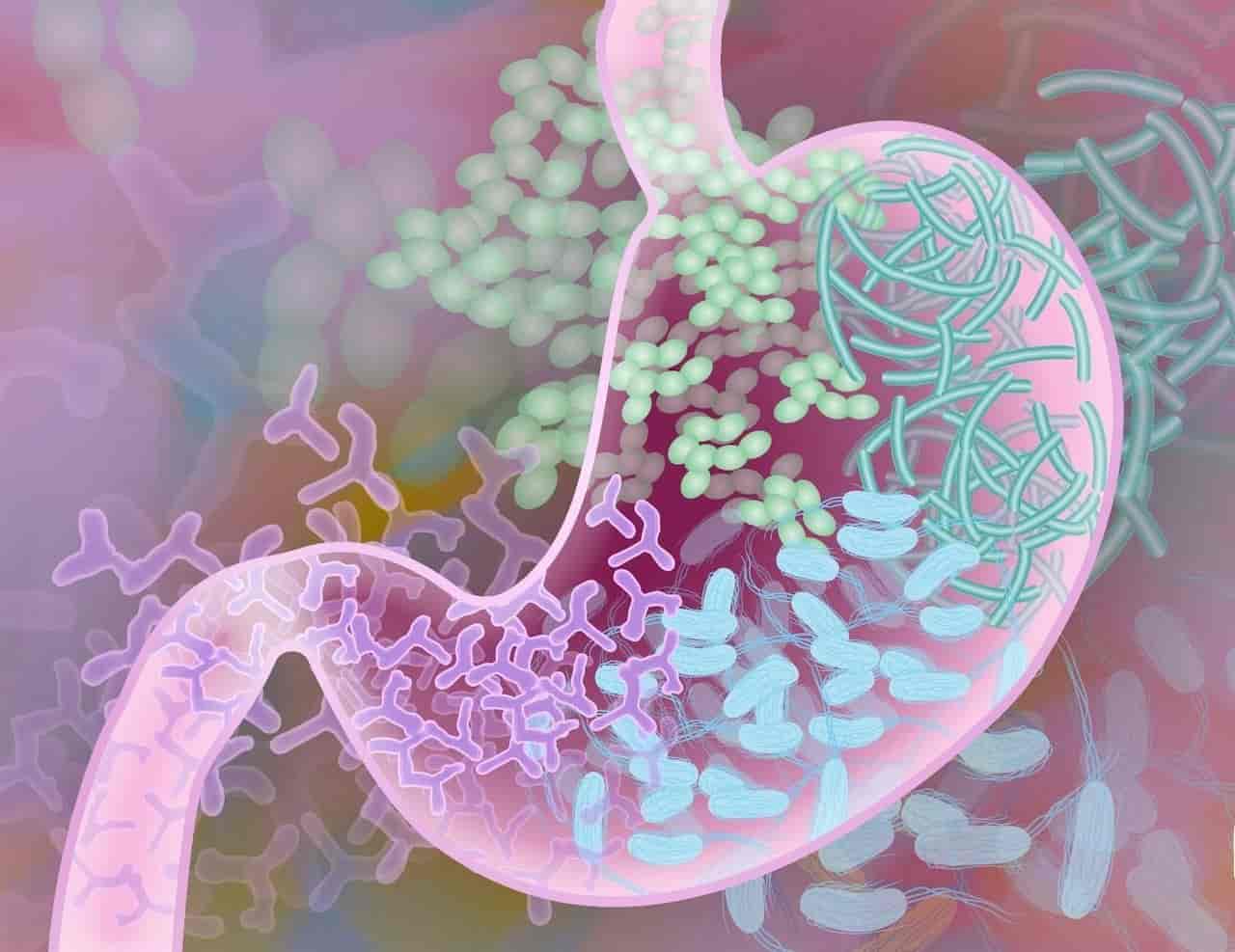 Mikrobiyota Diyeti Nedir?