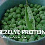 Bezelye Proteini